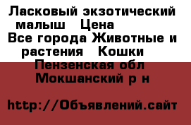 Ласковый экзотический малыш › Цена ­ 25 000 - Все города Животные и растения » Кошки   . Пензенская обл.,Мокшанский р-н